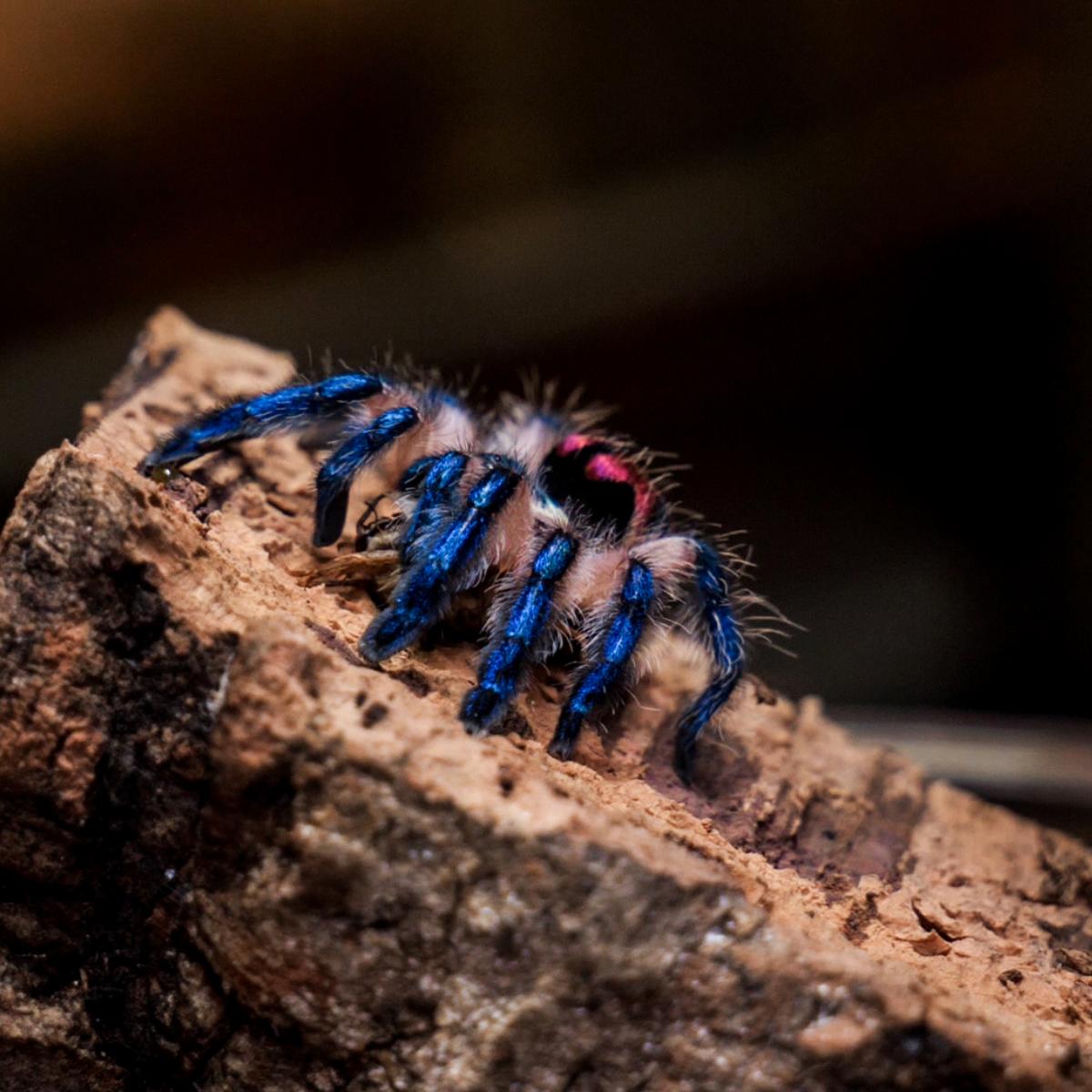 Typhochlaena seladonia